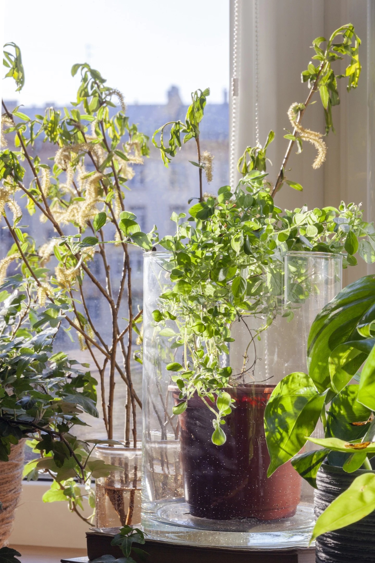 Проект "Капучино"