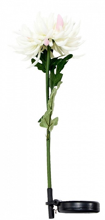 Хризантема PL305